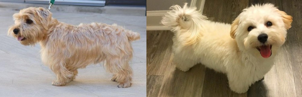 Maltipoo vs Lucas Terrier - Breed Comparison