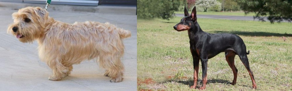 Manchester Terrier vs Lucas Terrier - Breed Comparison