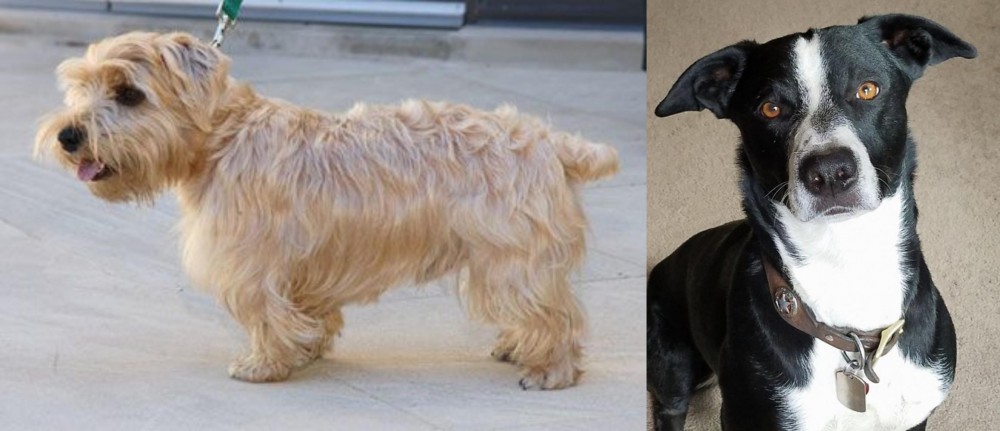 McNab vs Lucas Terrier - Breed Comparison