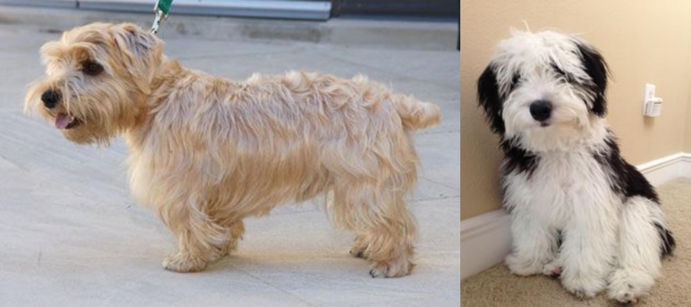 Mini Sheepadoodles vs Lucas Terrier - Breed Comparison