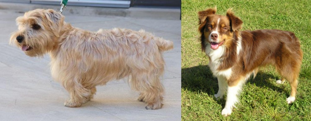 Miniature Australian Shepherd vs Lucas Terrier - Breed Comparison