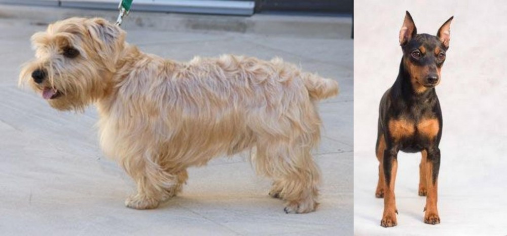 Miniature Pinscher vs Lucas Terrier - Breed Comparison