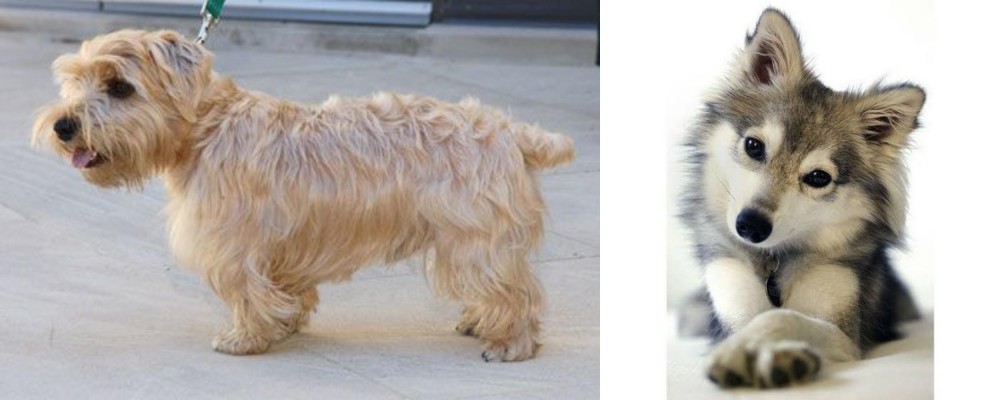 Miniature Siberian Husky vs Lucas Terrier - Breed Comparison