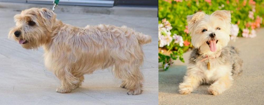 Morkie vs Lucas Terrier - Breed Comparison