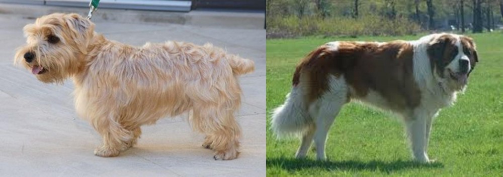 Moscow Watchdog vs Lucas Terrier - Breed Comparison