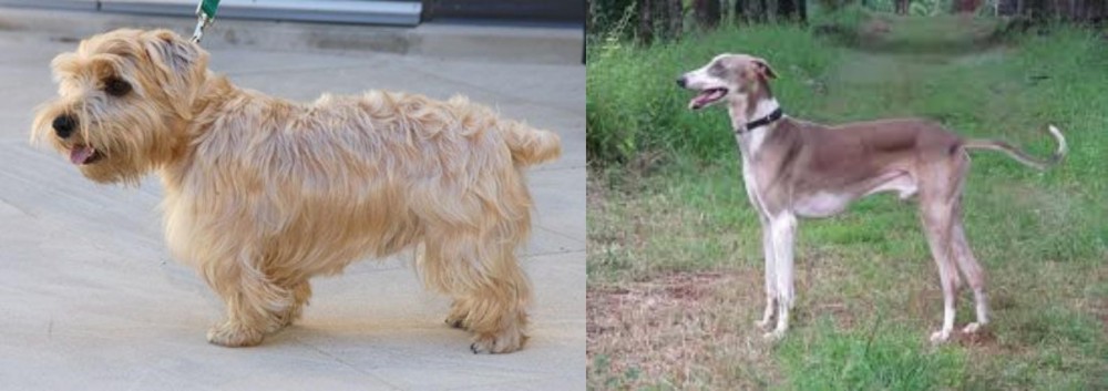 Mudhol Hound vs Lucas Terrier - Breed Comparison