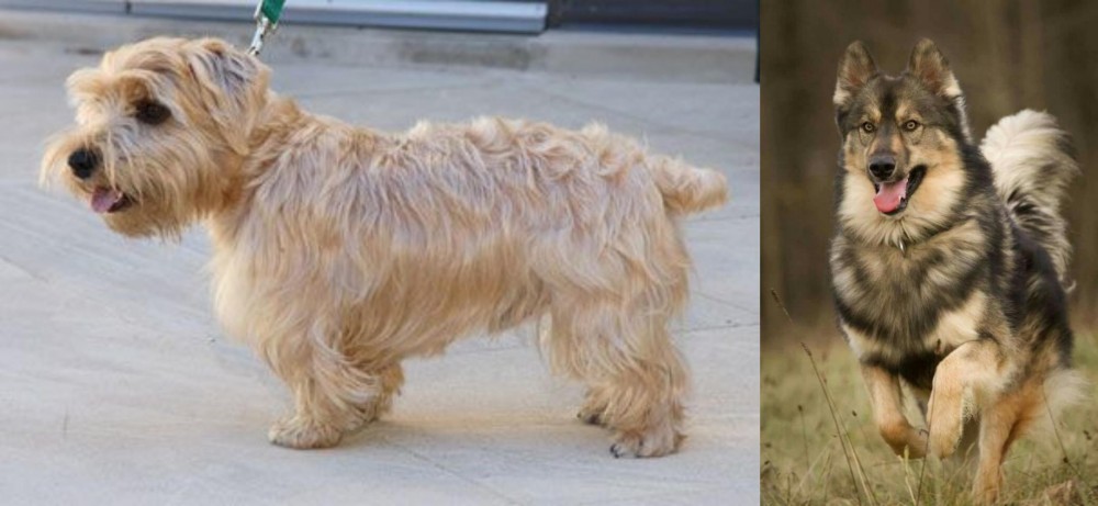 Native American Indian Dog vs Lucas Terrier - Breed Comparison