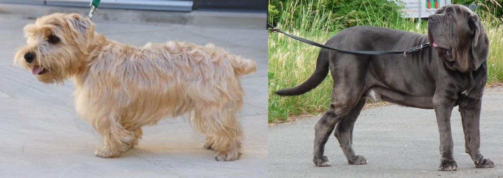 Neapolitan Mastiff vs Lucas Terrier - Breed Comparison