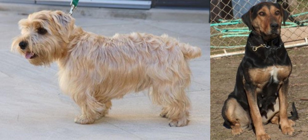 New Zealand Huntaway vs Lucas Terrier - Breed Comparison