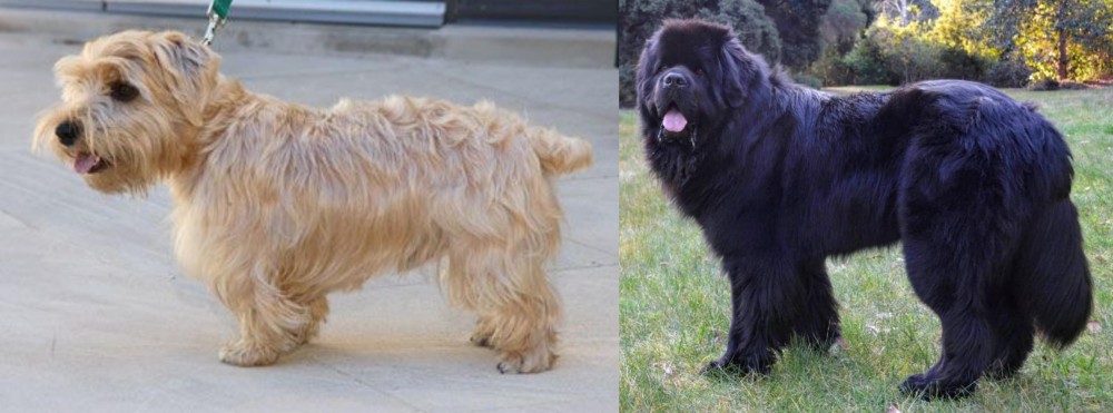 Newfoundland Dog vs Lucas Terrier - Breed Comparison