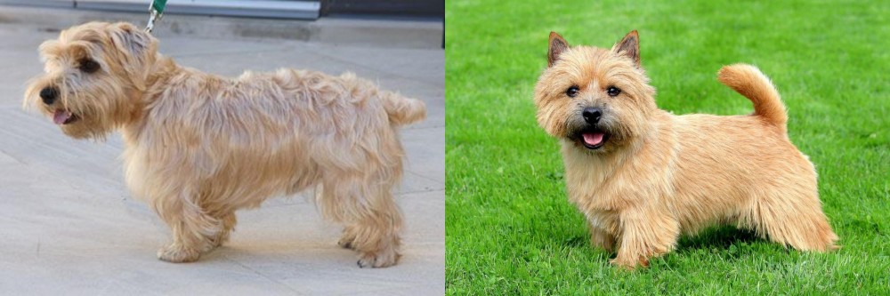 Norwich Terrier vs Lucas Terrier - Breed Comparison