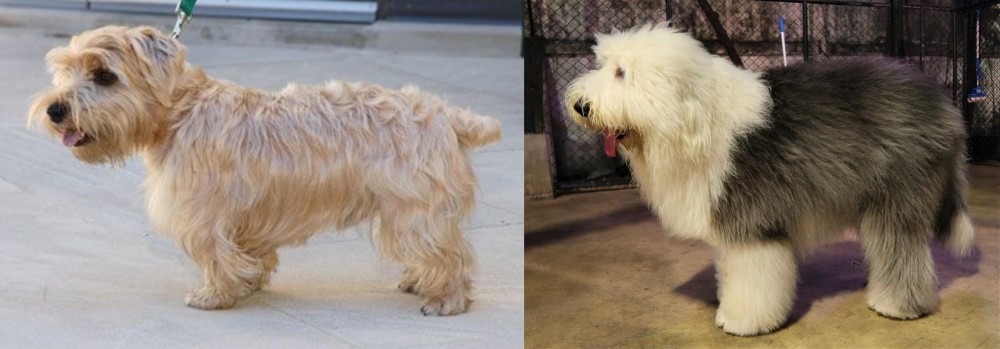 Old English Sheepdog vs Lucas Terrier - Breed Comparison