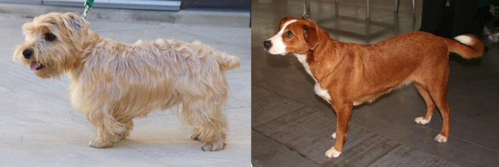 Osterreichischer Kurzhaariger Pinscher vs Lucas Terrier - Breed Comparison