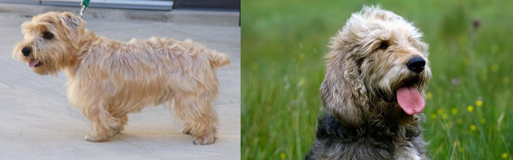 Otterhound vs Lucas Terrier - Breed Comparison