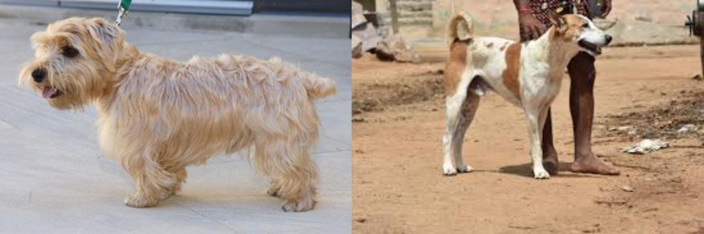 Pandikona vs Lucas Terrier - Breed Comparison