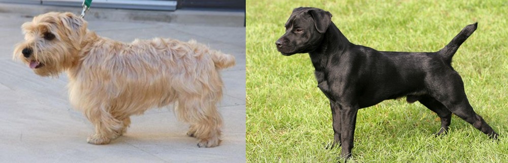 Patterdale Terrier vs Lucas Terrier - Breed Comparison