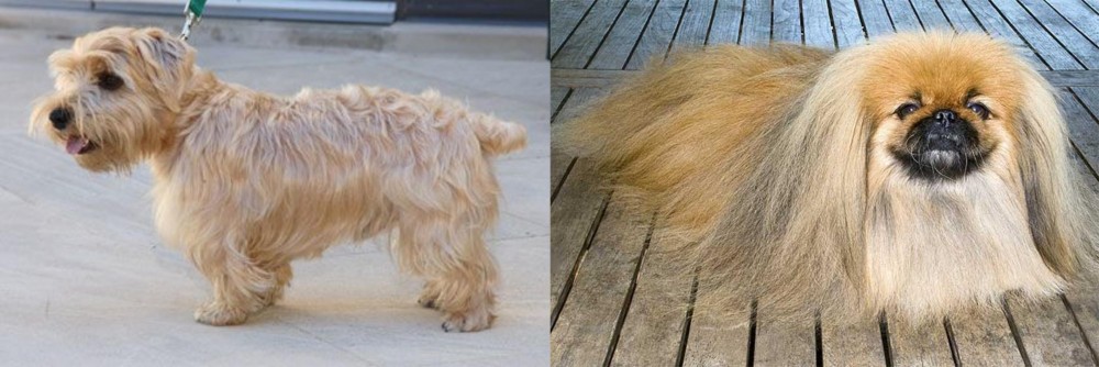 Pekingese vs Lucas Terrier - Breed Comparison