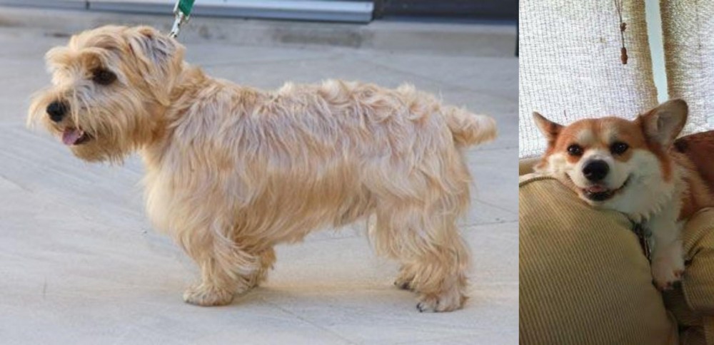 Pembroke Welsh Corgi vs Lucas Terrier - Breed Comparison