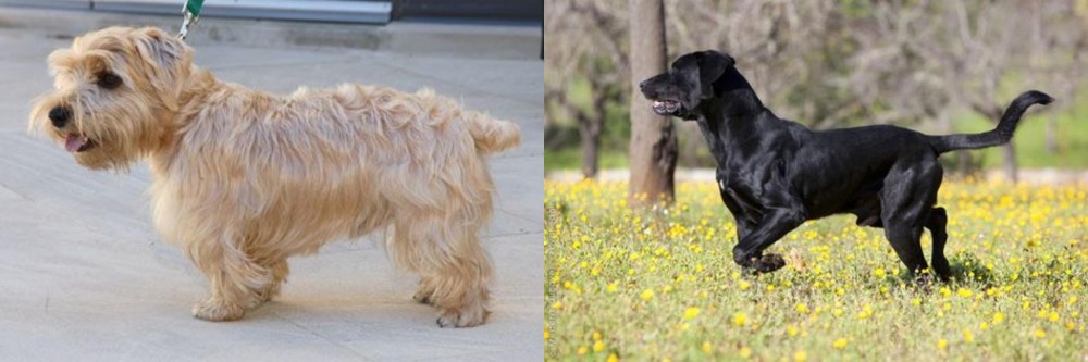 Perro de Pastor Mallorquin vs Lucas Terrier - Breed Comparison