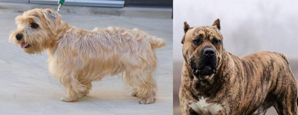 Perro de Presa Canario vs Lucas Terrier - Breed Comparison