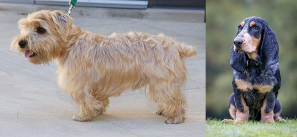 Petit Bleu de Gascogne vs Lucas Terrier - Breed Comparison