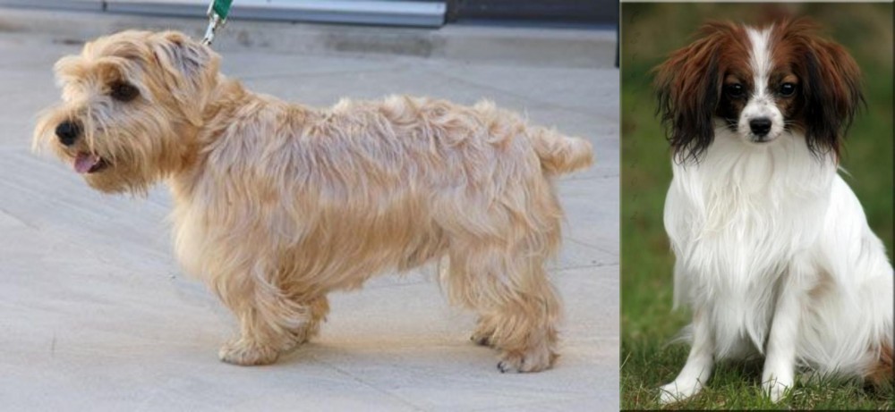 Phalene vs Lucas Terrier - Breed Comparison