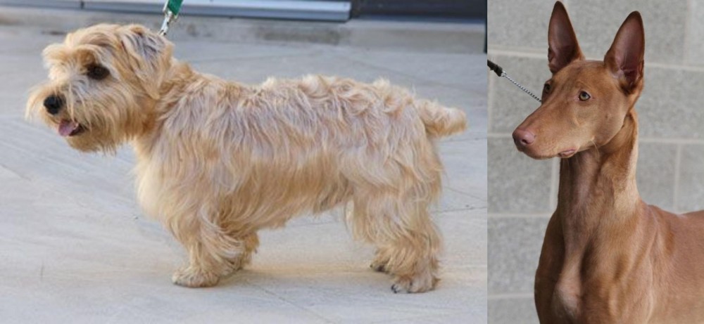 Pharaoh Hound vs Lucas Terrier - Breed Comparison