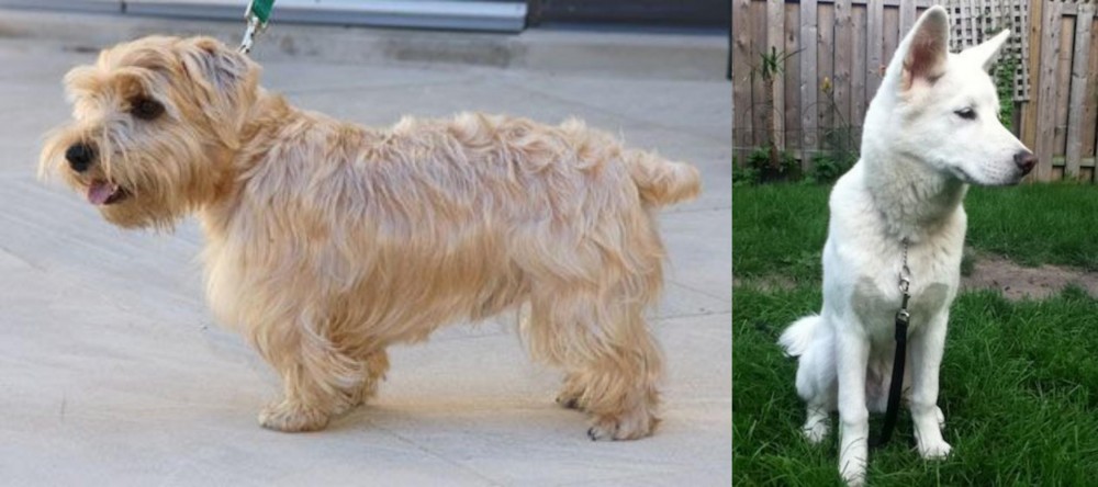 Phung San vs Lucas Terrier - Breed Comparison