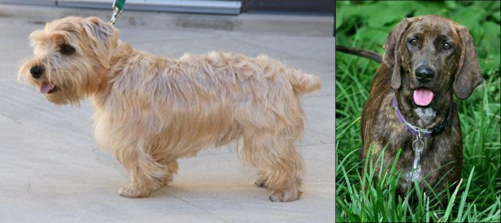 Plott Hound vs Lucas Terrier - Breed Comparison
