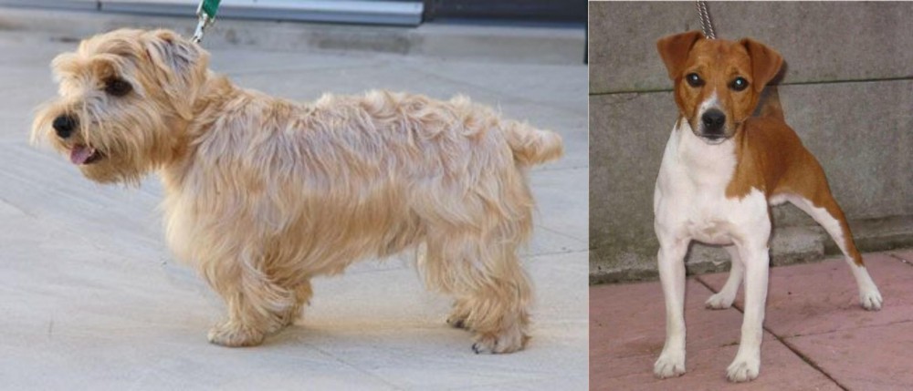 Plummer Terrier vs Lucas Terrier - Breed Comparison