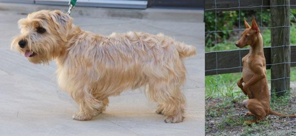 Podenco Andaluz vs Lucas Terrier - Breed Comparison