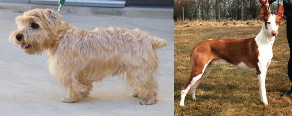 Podenco Canario vs Lucas Terrier - Breed Comparison