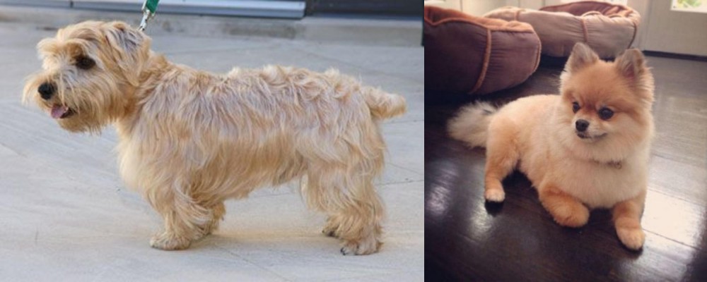 Pomeranian vs Lucas Terrier - Breed Comparison