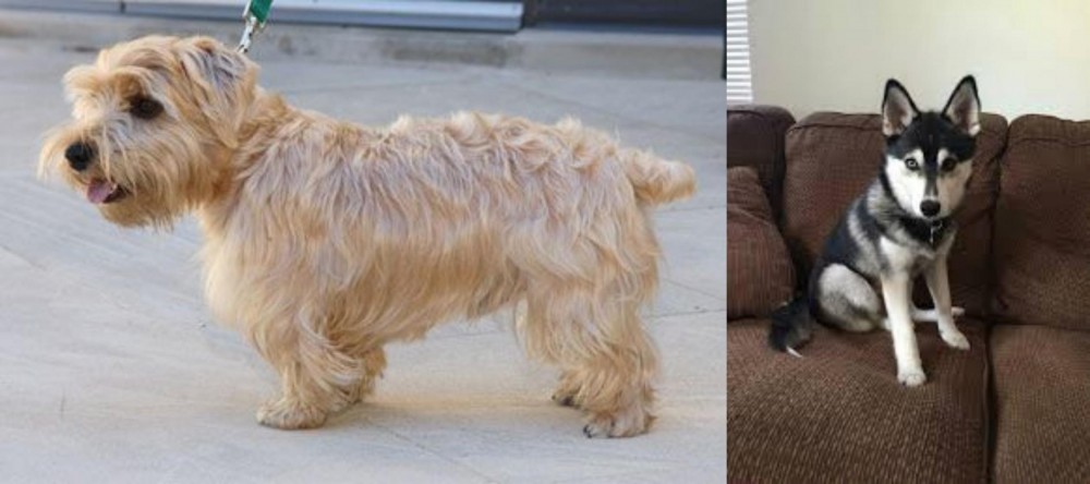 Pomsky vs Lucas Terrier - Breed Comparison