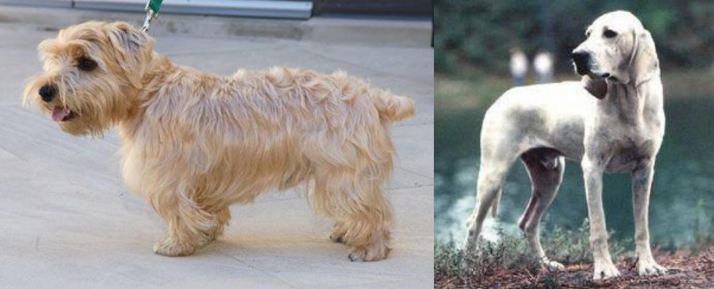 Porcelaine vs Lucas Terrier - Breed Comparison