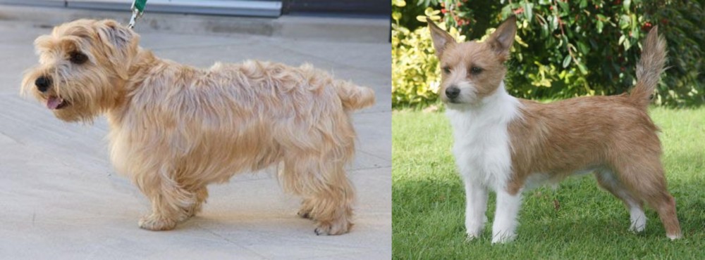 Portuguese Podengo vs Lucas Terrier - Breed Comparison