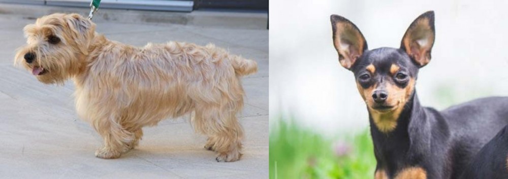 Prazsky Krysarik vs Lucas Terrier - Breed Comparison