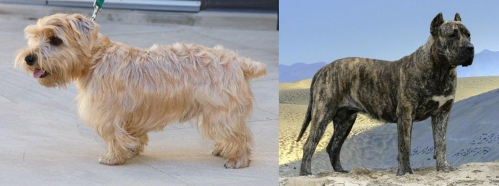 Presa Canario vs Lucas Terrier - Breed Comparison