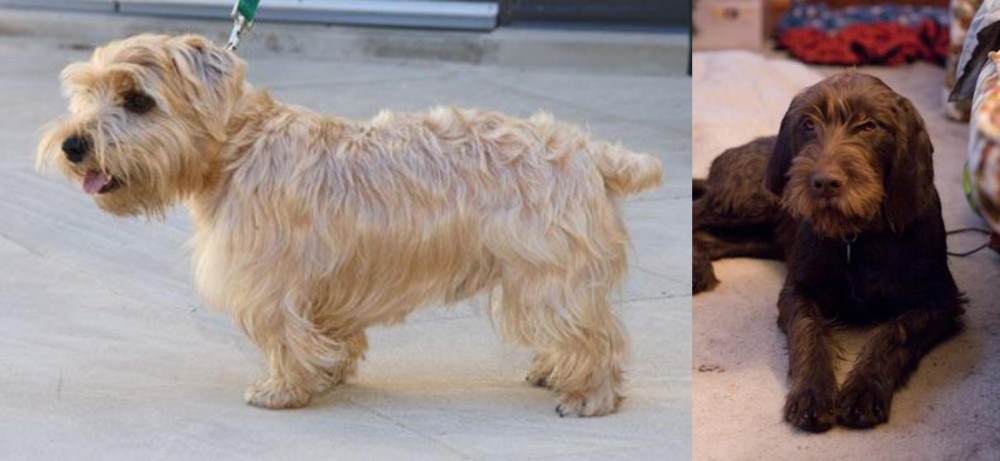 Pudelpointer vs Lucas Terrier - Breed Comparison