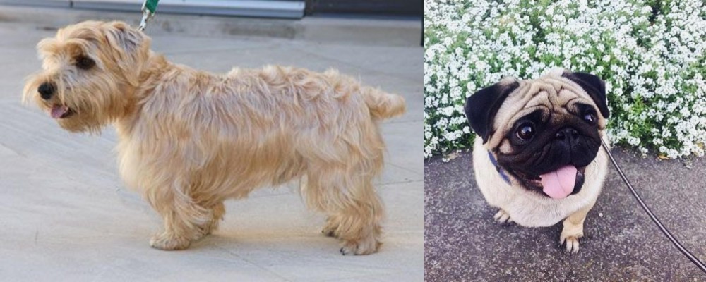 Pug vs Lucas Terrier - Breed Comparison
