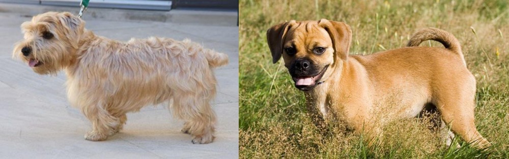 Puggle vs Lucas Terrier - Breed Comparison
