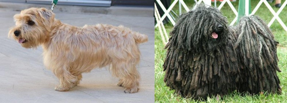 Puli vs Lucas Terrier - Breed Comparison