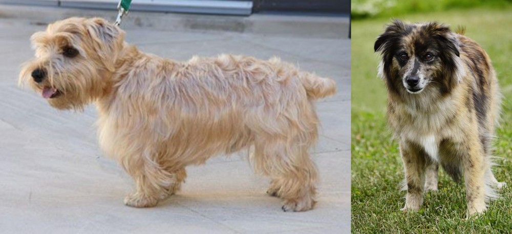 Pyrenean Shepherd vs Lucas Terrier - Breed Comparison