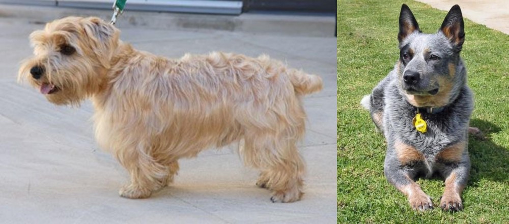 Queensland Heeler vs Lucas Terrier - Breed Comparison