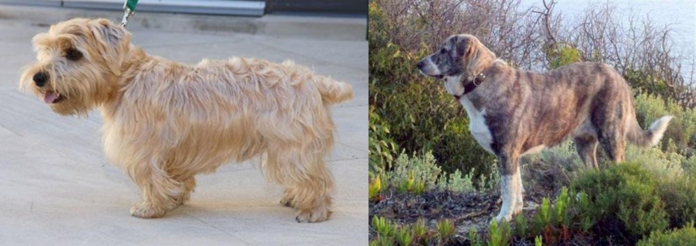 Rafeiro do Alentejo vs Lucas Terrier - Breed Comparison