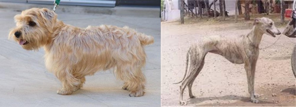 Rampur Greyhound vs Lucas Terrier - Breed Comparison