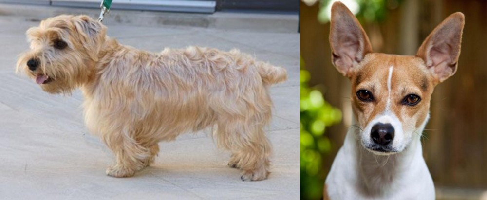 Rat Terrier vs Lucas Terrier - Breed Comparison