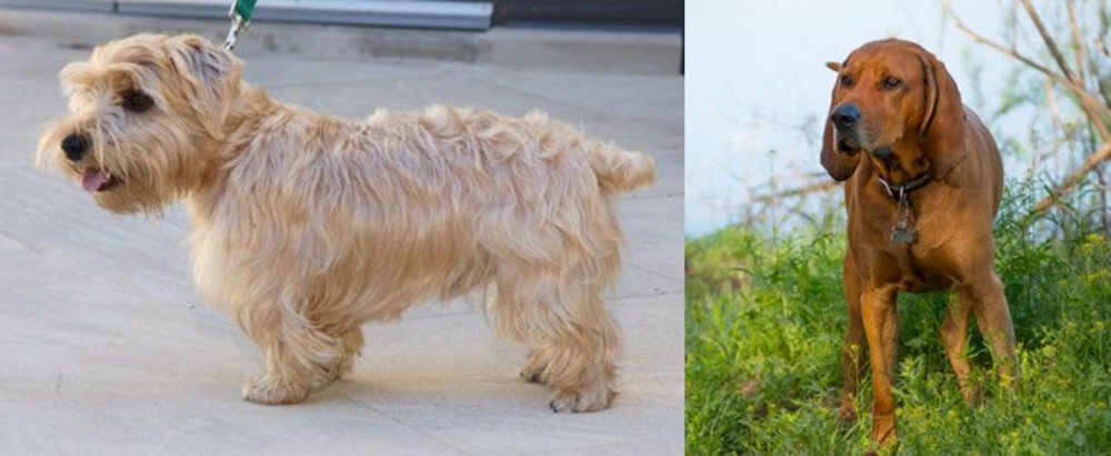 Redbone Coonhound vs Lucas Terrier - Breed Comparison