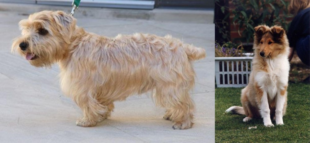 Rough Collie vs Lucas Terrier - Breed Comparison