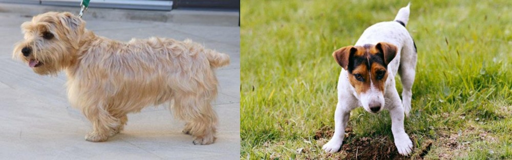 Russell Terrier vs Lucas Terrier - Breed Comparison